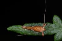 Caloptilia stigmatella