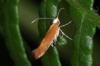 Argyresthia albistria