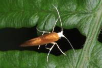 Argyresthia albistria