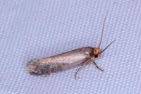 Cephimallota crassiflavella