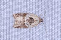 Acleris variegana