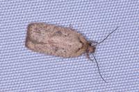 Agonopterix scopariella