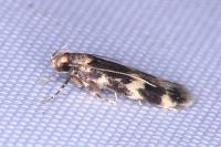 Oegoconia