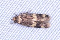 Oegoconia