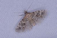 Alucita hexadactyla