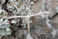 Emmelina monodactyla