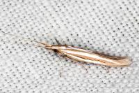 Coleophora helianthemella