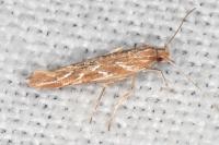 Pyroderces argyrogrammos