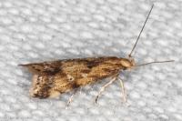 Brachmia blandella