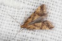 Brachmia blandella