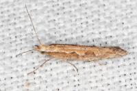 Plutella xylostella