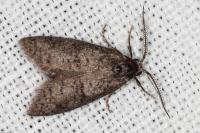 Penestoglossa dardoinella