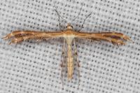 Oxyptilus
