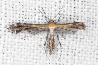 Stangeia siceliota