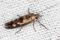 Scythris limbella