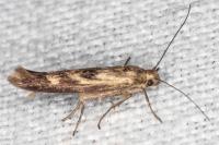 Scythris limbella