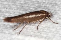 Scythris
