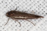 Scythris