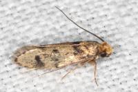 Tinea basifasciella