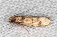 Tinea basifasciella