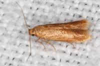 Tischeria