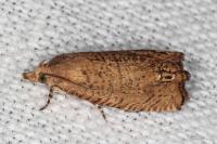 Cydia molybdana