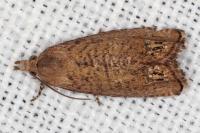 Cydia molybdana