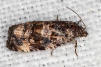 Endothenia gr. gentianaeana