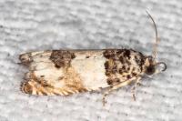 Epinotia thapsiana