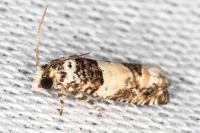 Epinotia thapsiana