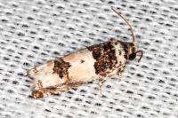 Epinotia thapsiana