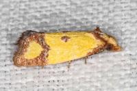 Agapeta zoegana