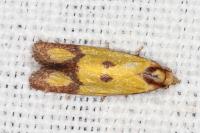 Agapeta zoegana