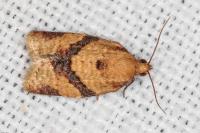 Clepsis consimilana