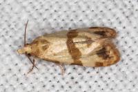 Phalonidia contractana