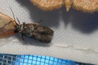 Blastobasis glandulella