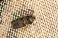 Blastobasis glandulella