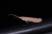 Coleophora