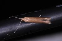Coleophora