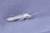 Coleophora