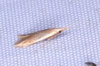 Coleophora