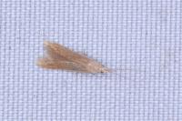 Coleophora