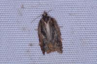 Acleris