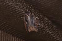 Acleris