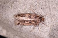 Hofmannophila pseudospretella