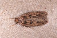 Hofmannophila pseudospretella