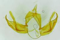Blastobasis glandulella