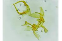 Paraswammerdamia albicapitella