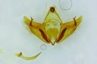 Depressaria douglasella