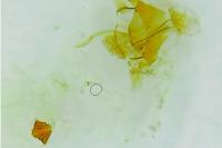 Depressaria douglasella